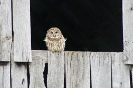 Photo of barred owl perched in an open barn window