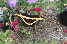 A large black butterfly with yellow stripes on a package of bedding plants. 