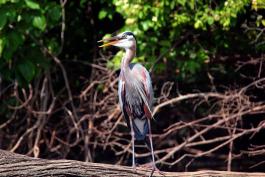 Great blue heron standing on a log. The long neck feathers and red coloration on legs are prominent.