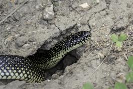 Snake looped in a hole. Its black scales with yellow dots in the middle make it appear speckled. 