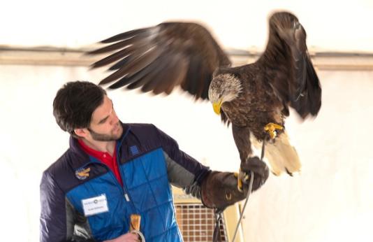 Man holds juvenile bald eagle