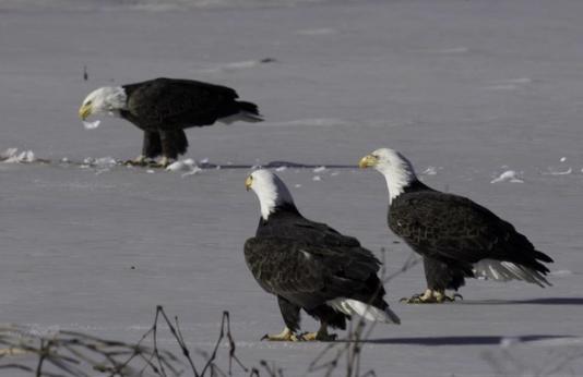 bald eagles on ice