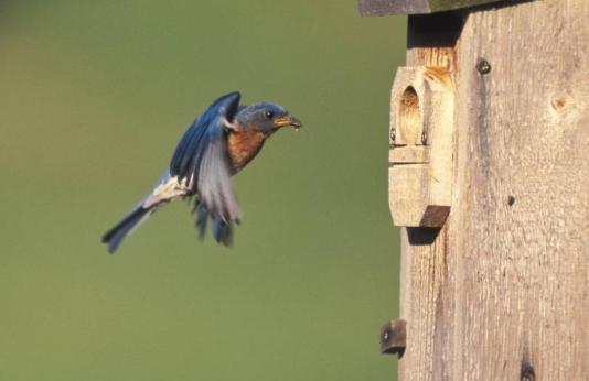 bluebird at nestbox