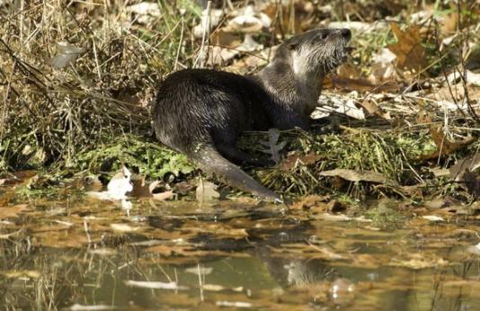 Otter on bank of pond