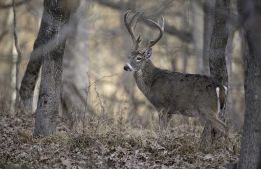 Buck in wooded area