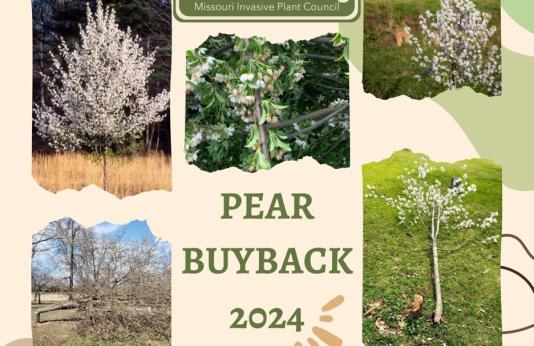 Callery pear buyback flyer 2024