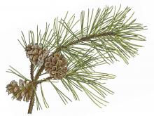 Illustration of shortleaf pine needles, twig, cones.