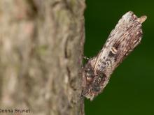 Photo of a Morning-Glory Prominent moth