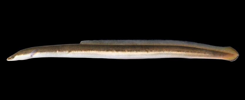 American eel side view photo with black background