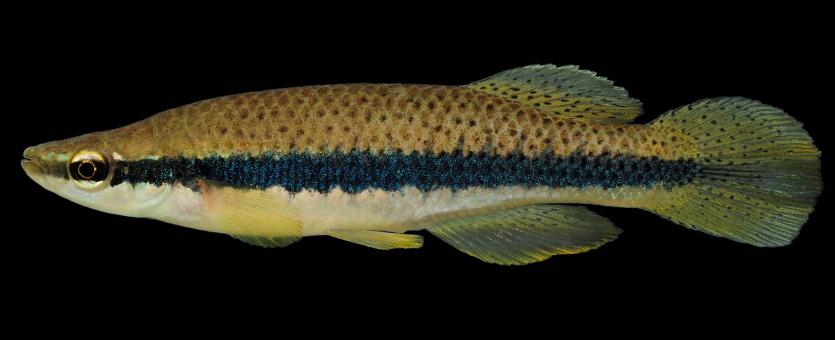 Blackstripe topminnow, male in spawning colors, side view photo with black background