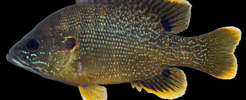 Green sunfish male, side view photo with black background