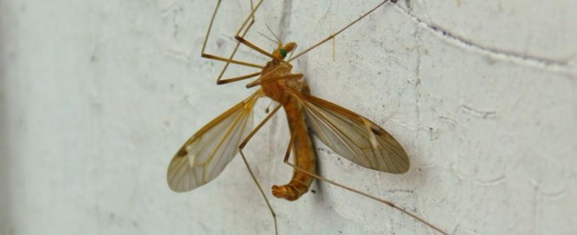 Large crane fly perched on a white-painted surface, side view