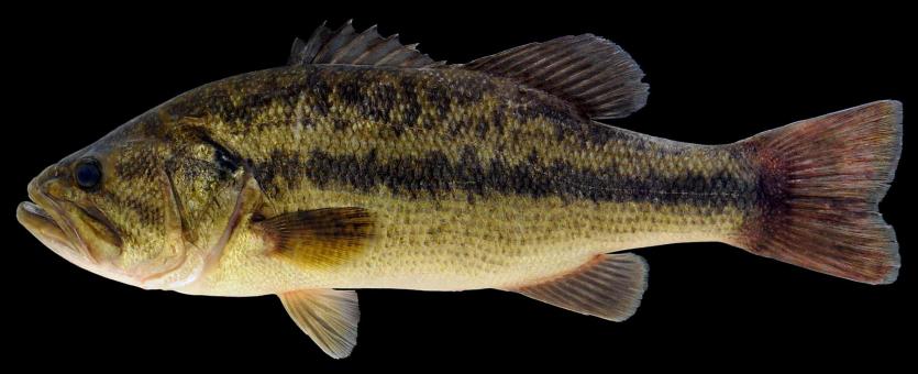 Largemouth bass side view photo with black background