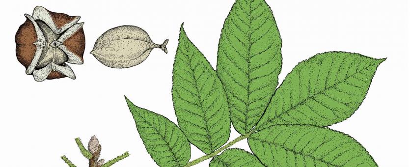 Illustration of mockernut hickory leaf, fruit.