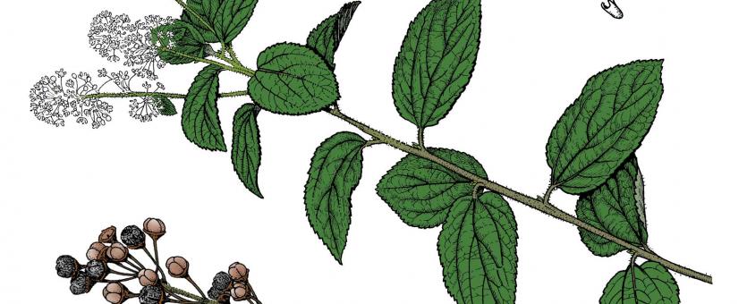 Illustration of New Jersey tea leaves, flowers, fruits.