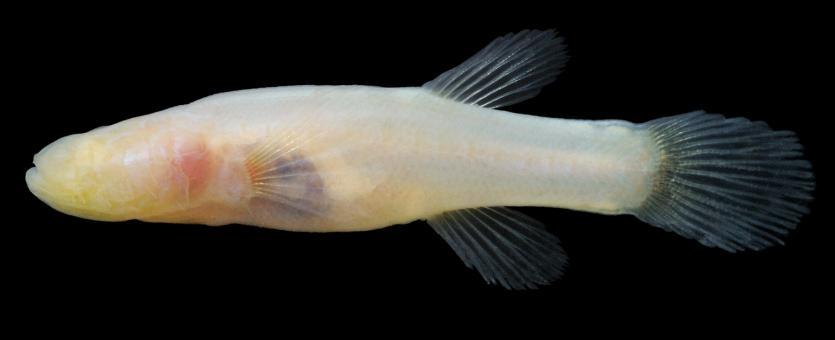 Ozark cavefish side view photo with black background