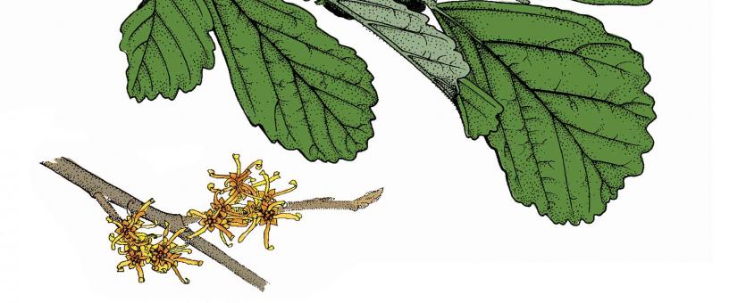 Illustration of Ozark witch-hazel leaves, flowers, fruits.