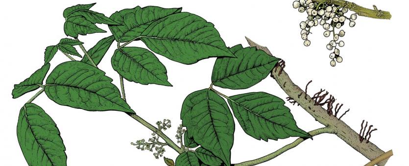 Illustration of poison ivy leaves, flowers, fruits.