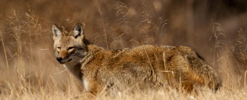 coyote walking through grassland