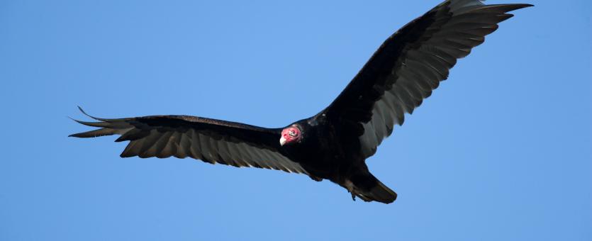 Photo of a turkey vulture in flight