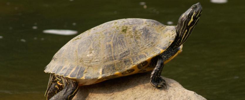 Image of an eastern river cooter (turtle)