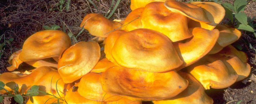 jack-o-lantern mushroom