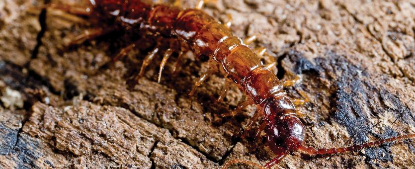 A reddish centipede crawls over a rock