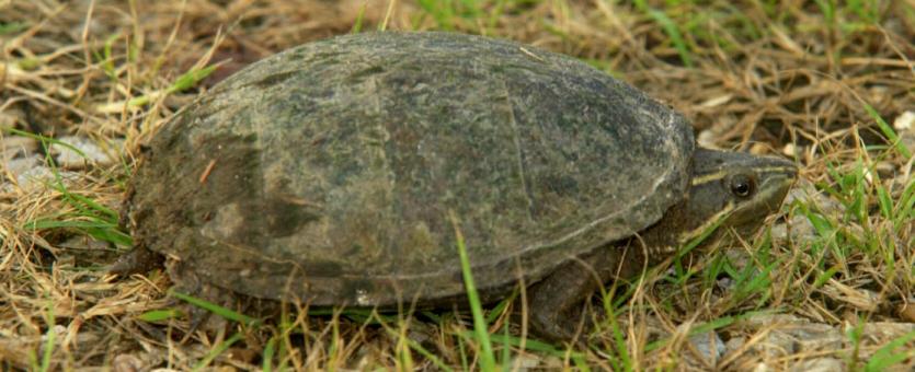 Eastern musk turtle (stinkpot)