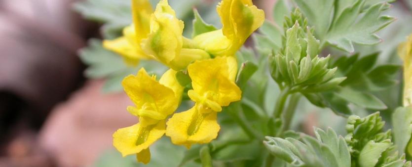 Photo of pale corydalis leaves and yellow flowers