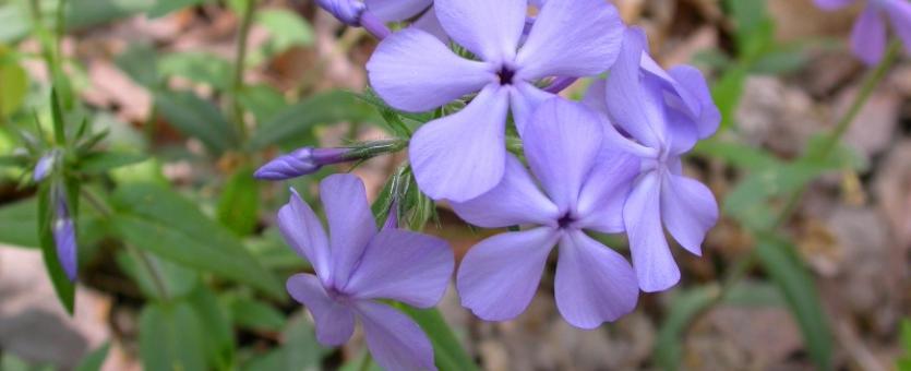 Photo of blue phlox (wild sweet William) plant with flowers