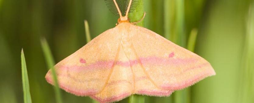 Photo of a Chickweed Geometer