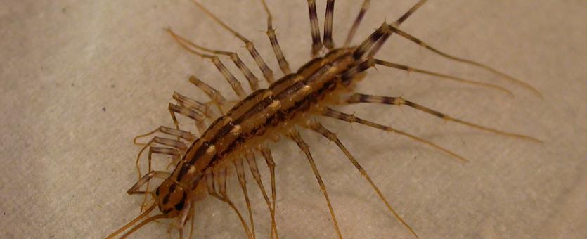 Image of house centipede