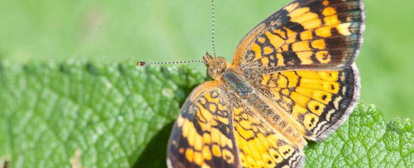 Photo of a pearl crescent