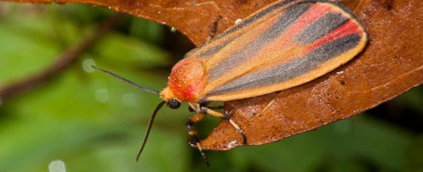 Photo of a Painted Lichen Moth