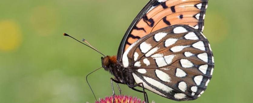 Photo of a regal fritillary, perched on a flower, wings folded