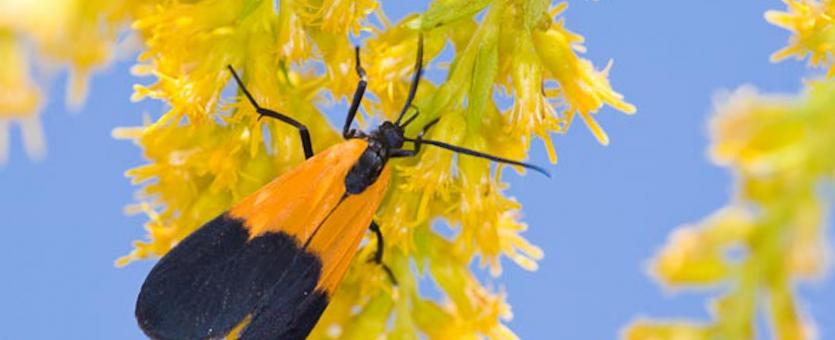 Photo of a Black-and-Yellow Lichen Moth