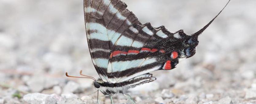 Photo of a Zebra Swallowtail