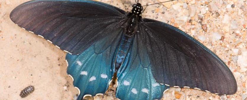Photo of a Pipevine Swallowtail, Wings Spread
