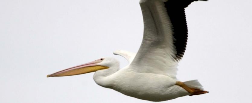 Photograph of American White Pelican in flight