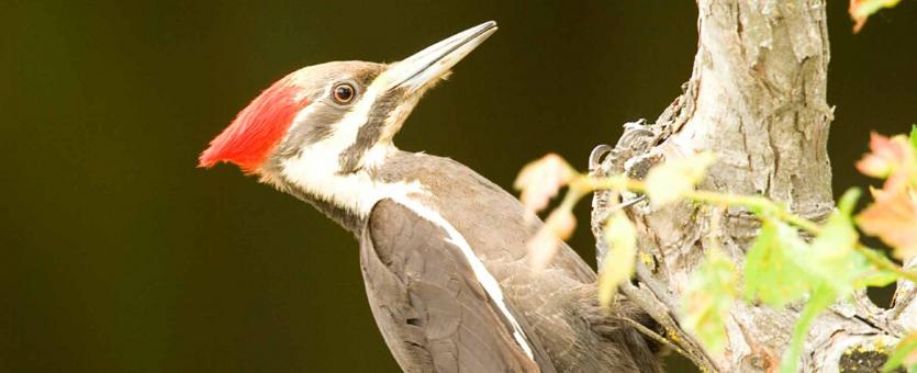 Photograph of a pileated woodpecker, side view