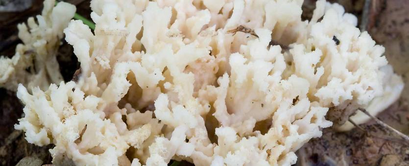Photo of jellied false coral mushroom, a rounded mass of white branches