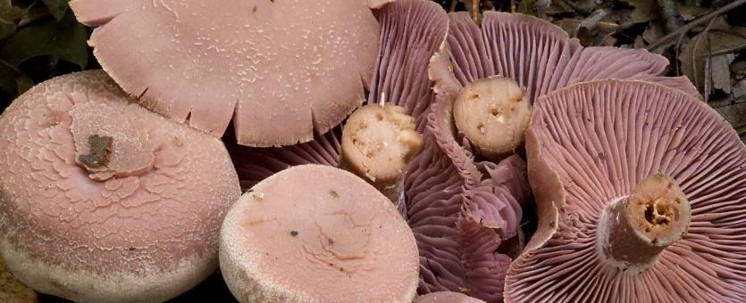 Photo of several purple-gilled laccarias, tan-lavender mushrooms