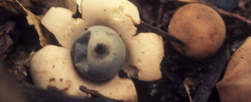 Photo of earthstars, ball mushrooms with starlike rays, on forest floor