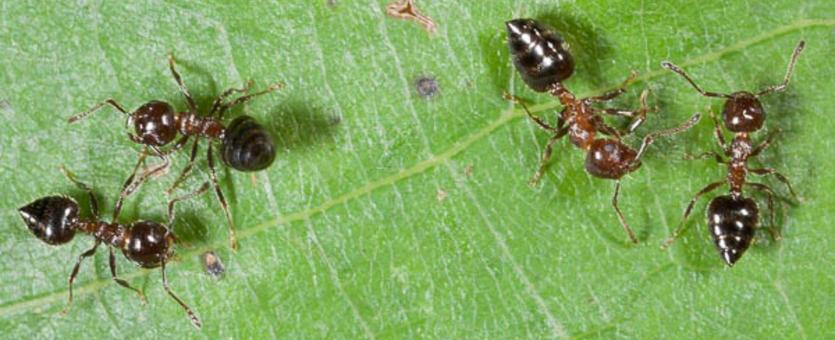 Acrobat ants on a leaf
