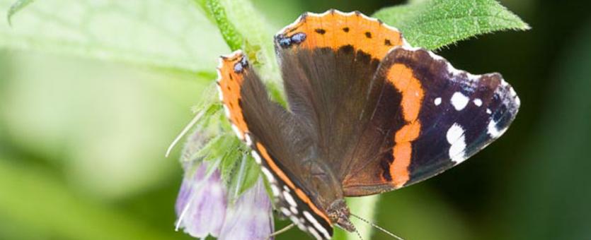 Photo of a red admiral butterfly, wings spread.