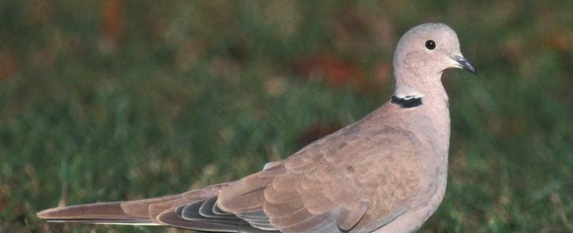 Photo of Eurasian collared-dove walking on grass
