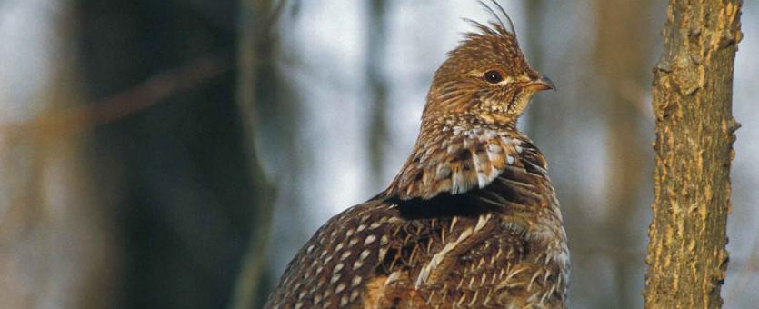 Photo of ruffed grouse standing on a log