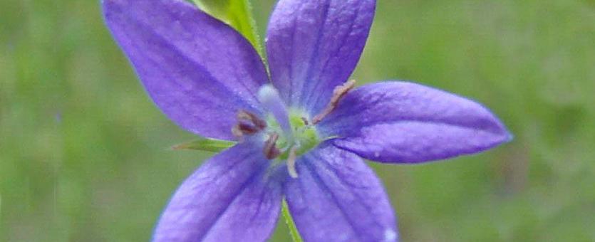 Photo of clasping Venus' looking glass, a blue wildflower