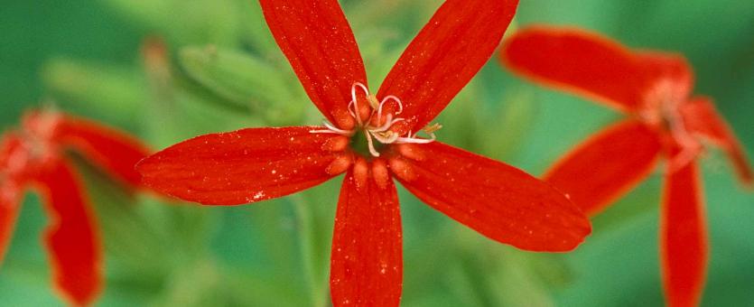 Photo of royal catchfly flowers
