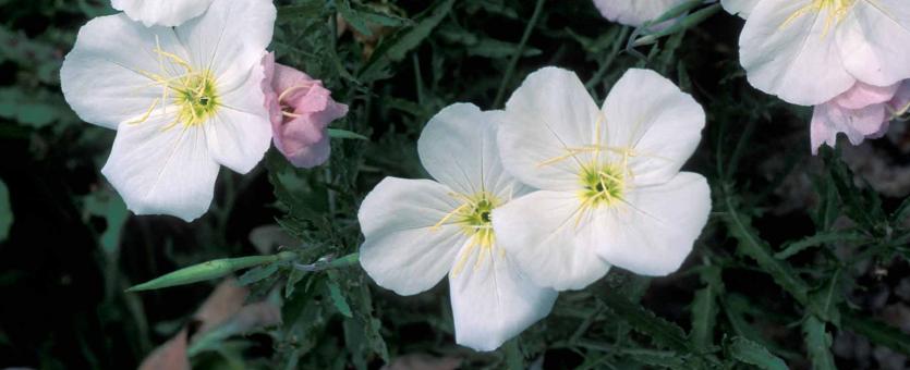 Photo of showy evening primrose plant with flowers